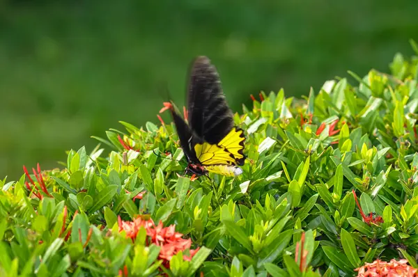 stock image Troides helena sits on a flower. Macro photo of a butterfly