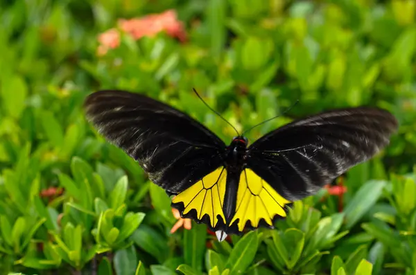 stock image Troides helena sits on a flower. Macro photo of a butterfly