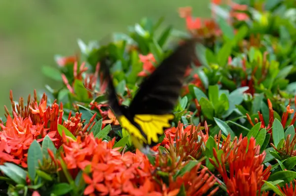 stock image Troides helena sits on a flower. Macro photo of a butterfly