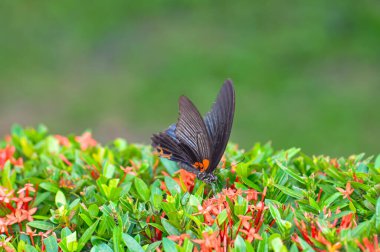 Papilio protenor bir çiçeğin üzerinde oturur. Bir kelebeğin makro fotoğrafı
