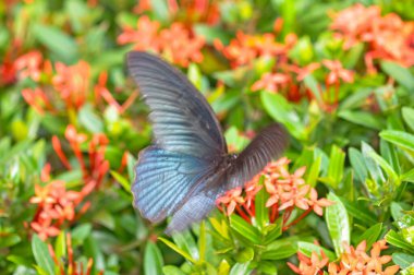 Papilio protenor bir çiçeğin üzerinde oturur. Bir kelebeğin makro fotoğrafı