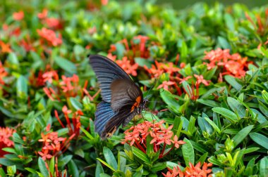 Papilio protenor bir çiçeğin üzerinde oturur. Bir kelebeğin makro fotoğrafı