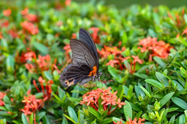 Papilio protenor bir çiçeğin üzerinde oturur. Bir kelebeğin makro fotoğrafı
