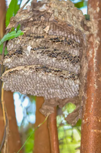 Stock image Large wasp nest on a tree in Thailand