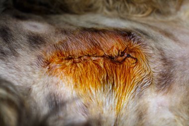 Bir kedinin ameliyat sonrası dikiş yarası. Bir kedinin ameliyat sonrası dikişleri..