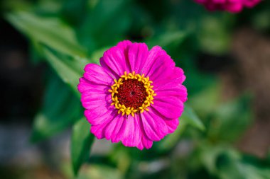 Güzel bir çiçeğin makro fotoğrafı. Zinnia zarifleri.