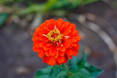 Güzel bir çiçeğin makro fotoğrafı. Zinnia zarifleri.