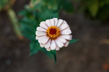 Macro photo of a beautiful flower Zinnia elegans clipart