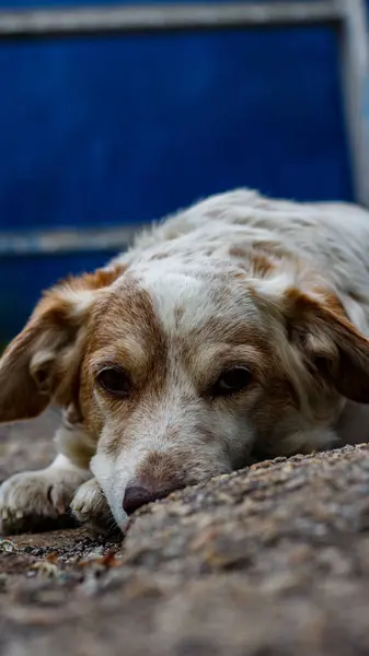 stock image Portrait of a domestic dog in the yard