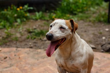 Bir evin bahçesindeki Jack Russell Terrier portresi..