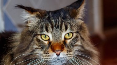 Gri bir kedi portresi. Maine Rakunu 'nun önemli yüzü