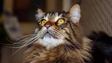 Gri bir kedi portresi. Maine Rakunu 'nun önemli yüzü