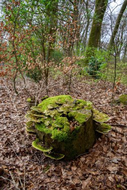 Almanya 'da bir ormanda yosunla kaplı bir ağaç kütüğü.