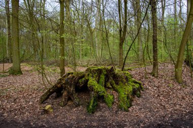 Almanya 'da bir ormanda yosunla kaplı bir ağaç kütüğü.