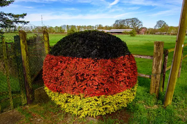 stock image A bush in the shape of a ball and in the colours of the German flag