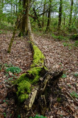 Yosun içinde devrilmiş bir ağaç. Almanya 'da Orman