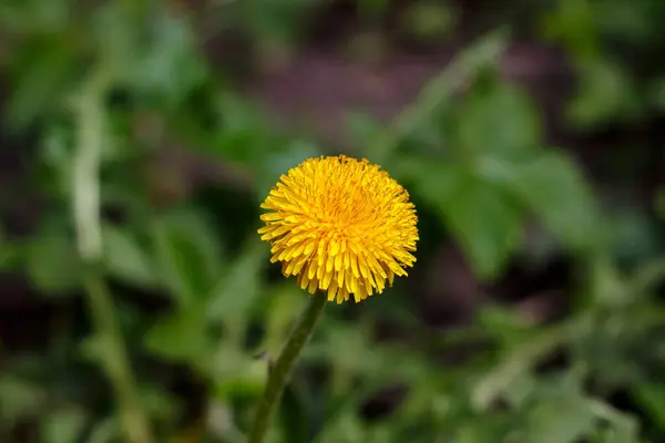 stock image Yellow dandelion grew in the yard. Maro photo of yellow dandelion