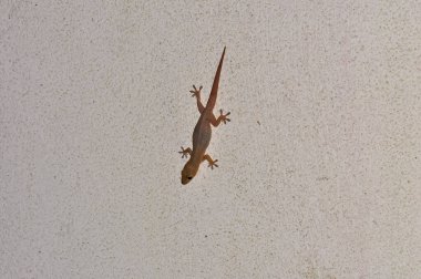 Duvardaki bir kertenkelenin makro fotoğrafı