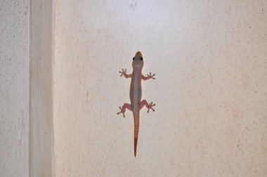 Duvardaki bir kertenkelenin makro fotoğrafı