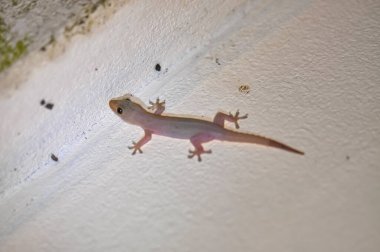 Duvardaki bir kertenkelenin makro fotoğrafı