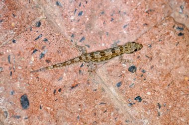 Macro photo of a gecko on a wall clipart