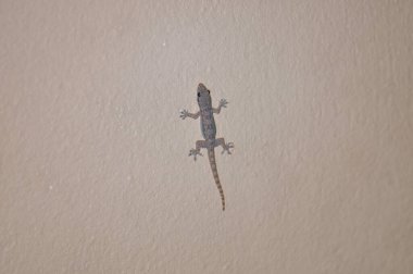 Duvardaki bir kertenkelenin makro fotoğrafı