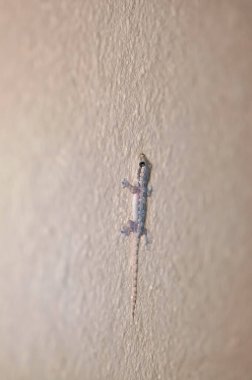 Macro photo of a gecko on a wall clipart