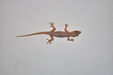 Duvardaki bir kertenkelenin makro fotoğrafı