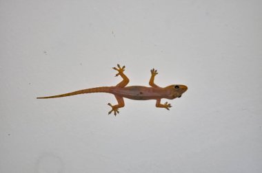 Duvardaki bir kertenkelenin makro fotoğrafı