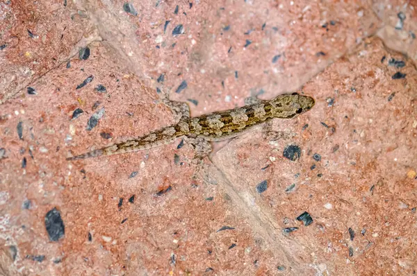 stock image Macro photo of a gecko on a wall