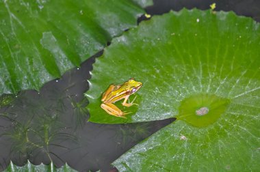 Bir kurbağa nilüfer yaprağına oturur.