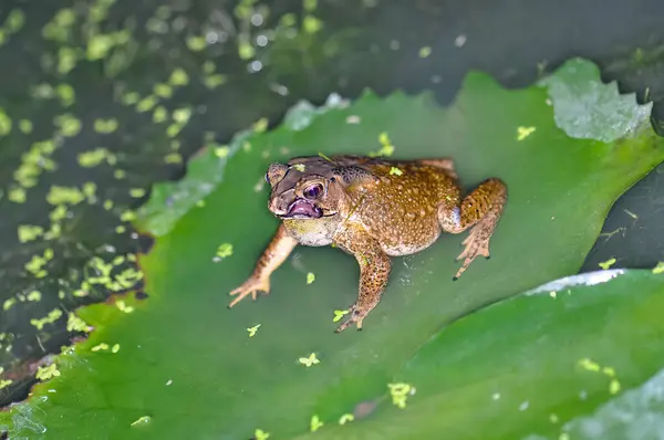 Bir kurbağa nilüfer yaprağına oturur.