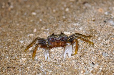 Akşamları Tayland sahilinde yengeç.