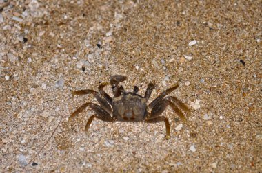 Akşamları Tayland sahilinde yengeç.