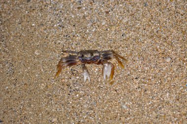 Akşamları Tayland sahilinde yengeç.