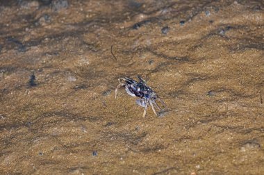 Akşamları Tayland sahilinde yengeç.