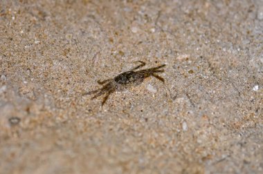 Crab on the sand of a Thai beach in the evening clipart