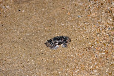 Akşamları Tayland sahilinde yengeç.