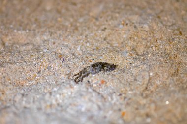 Crab on the sand of a Thai beach in the evening clipart