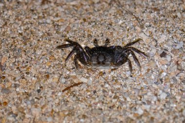 Akşamları Tayland sahilinde yengeç.