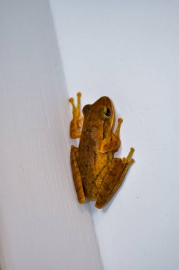 Kurbağa eve girdi. Phuket, Tayland