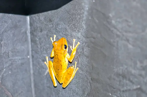 stock image Frog Crawled Into House. Phuket, Thailand