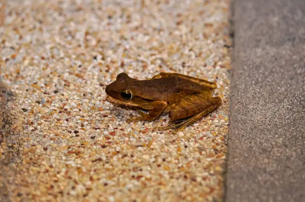 stock image Frog Crawled Into House. Phuket, Thailand