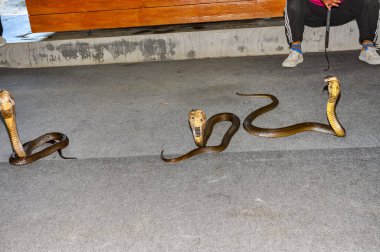 Tayland 'da tehlikeli bir yılan sergileniyor