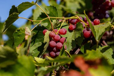 Olgun üzümler bir dala tutunur