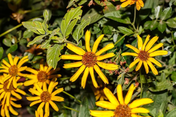 Bahçede helopsis helianthoides veya helopsis helianthus, makro fotoğraf