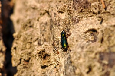 Macro photo of green beetle Poecilus clipart