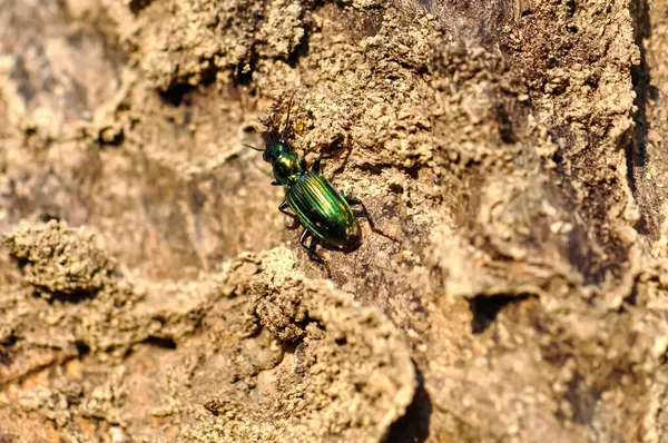 stock image Macro photo of green beetle Poecilus