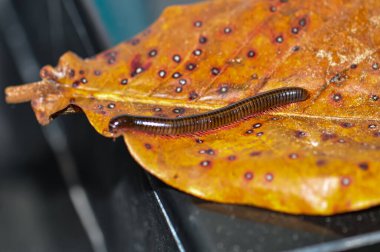 Tayland 'da Desmoxytes purpurosea. Bir kırkayağın makro fotoğrafı