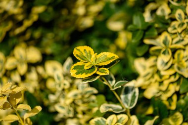 Euonymus Fortei Emerald ve Gold Almanya 'da bir avluda yetişiyor.